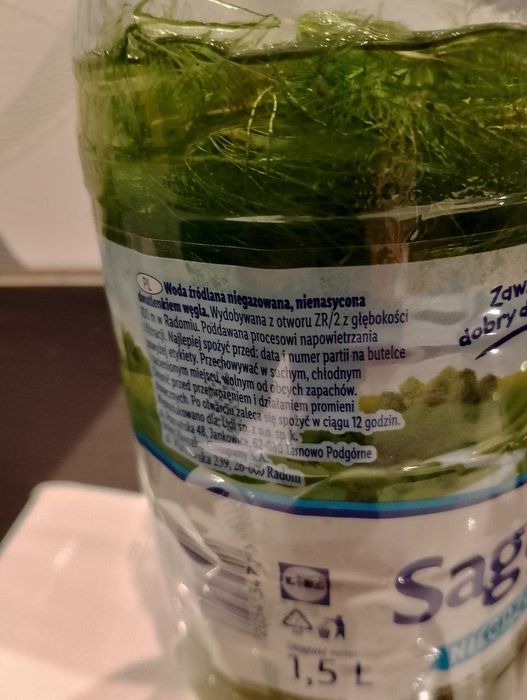 Roślinki do akwarium ok 20 szt. Rogatek