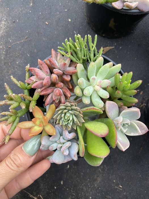 Набір свіжозрізаних сукулентів 250 грн