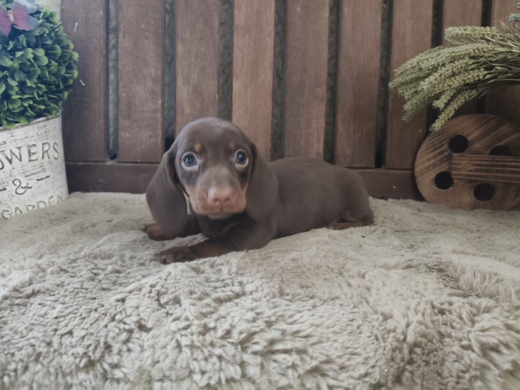Teckel kaninchen macho com LOP