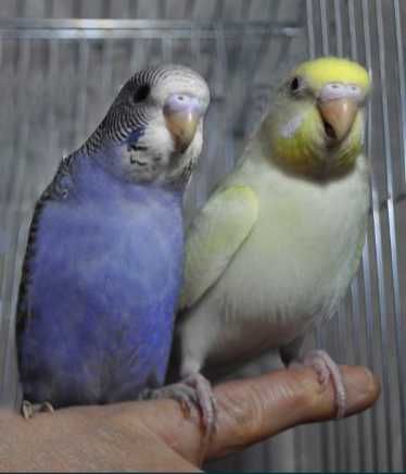 Молодые волнистые попугаи неразлучники