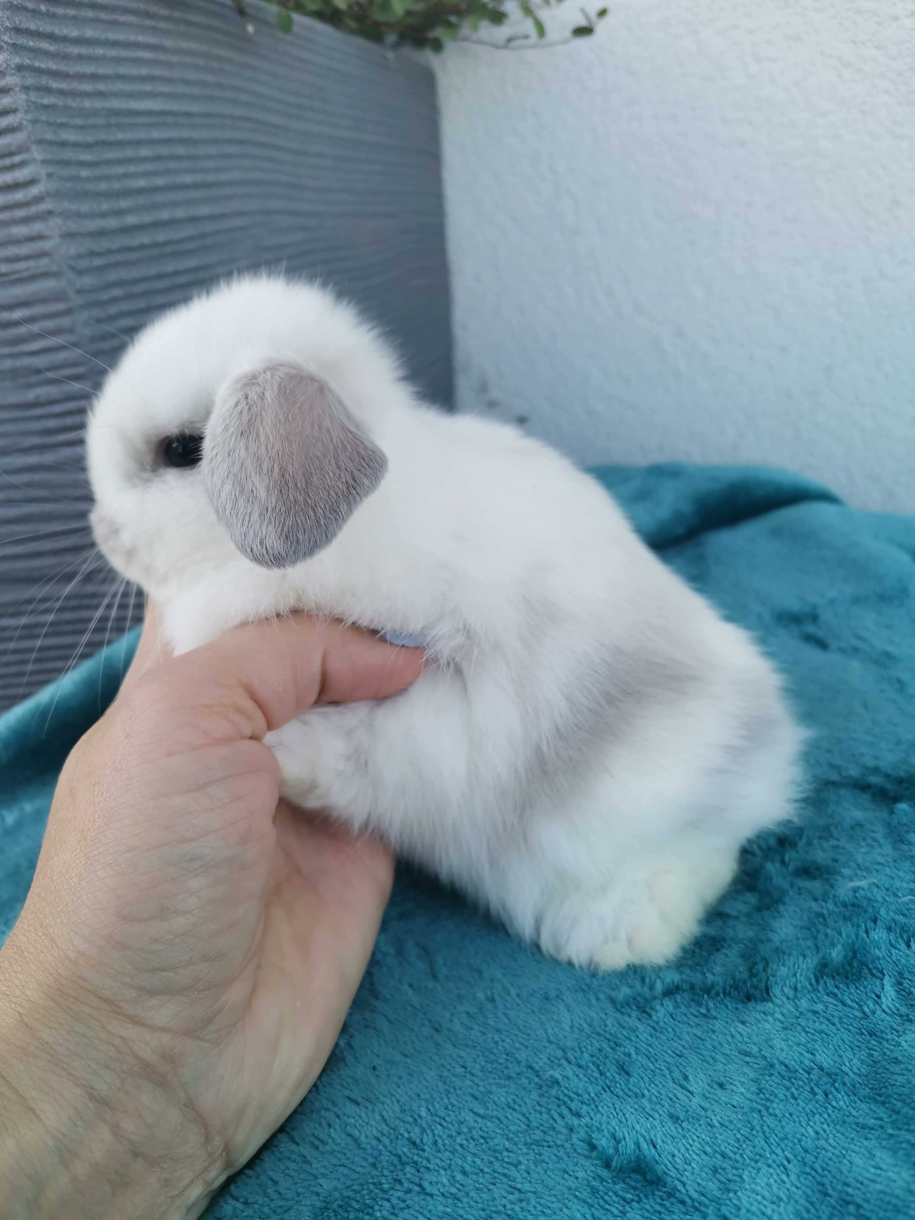 Majowe króliki Mini lop hodowla zarejestrowana