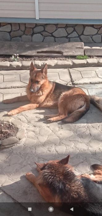 Продам німецьку вівчарку,дівчинку.