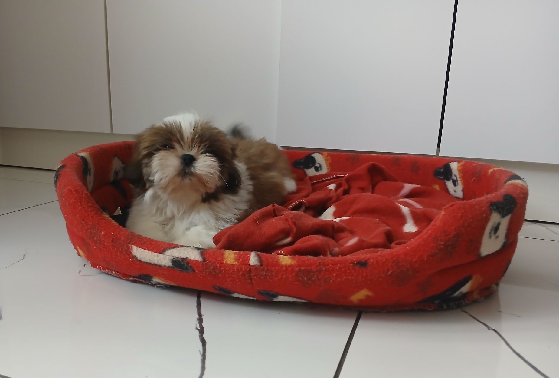 Shih-tzu z Rodowodem