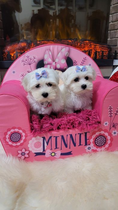 Śliczna suczka maltańczyk z wyprawka