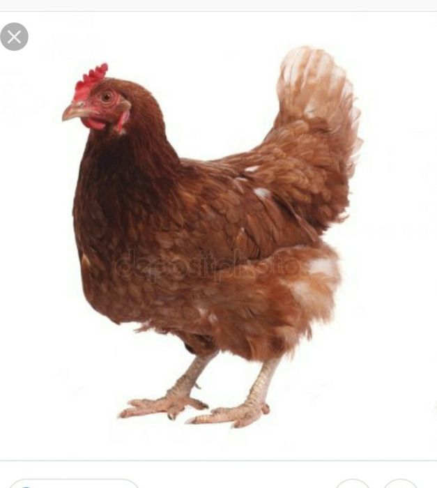 Куры несушки белые