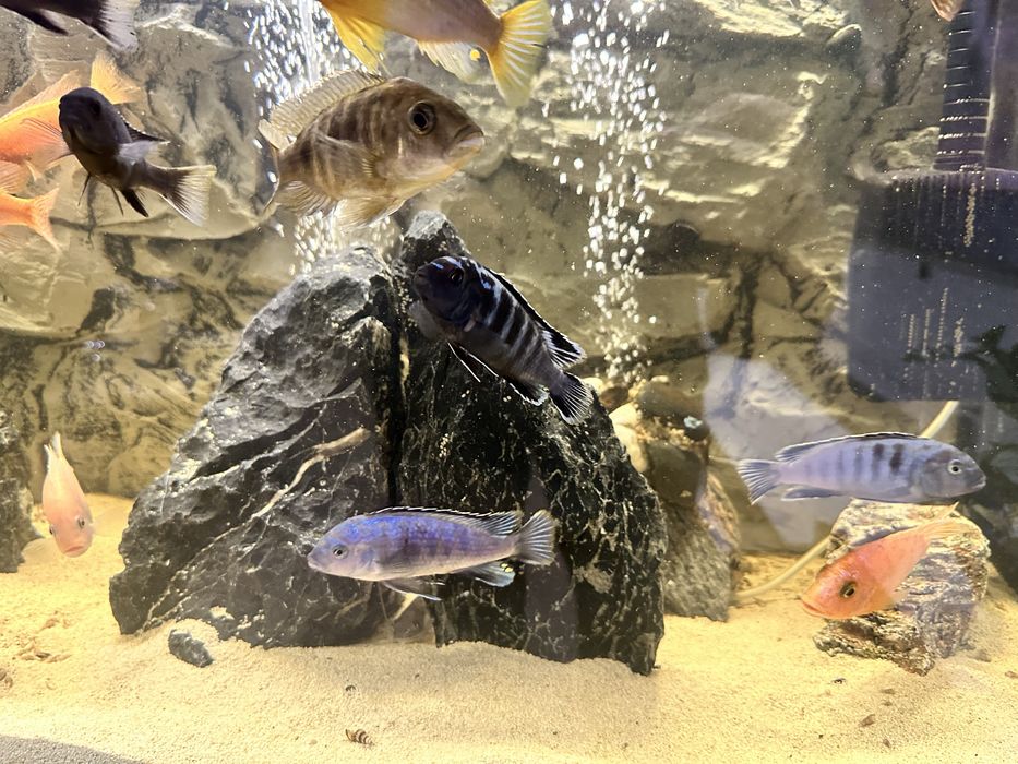 Akwarium Aquael Glossy 260L , Gwarancja, Pelen zestaw! Malawi Ryby