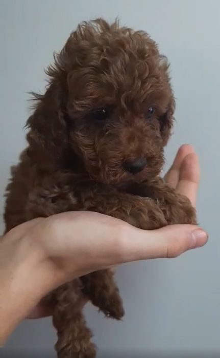 Той пудельки мальчики и девочки в окрасе Ред Браун