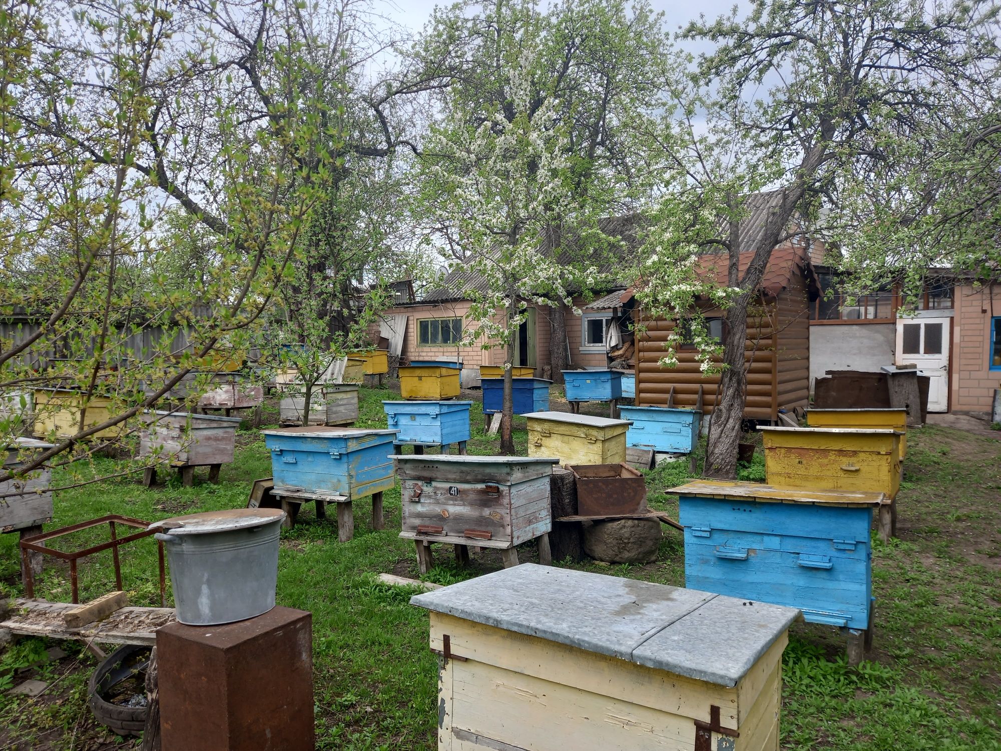 Продам бджолопакети, бджолосім'ї та бджолопродукцію.
