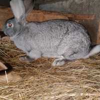Продам кролі порід шиншила ,сірий велетень ,німецький строкач. В наявн