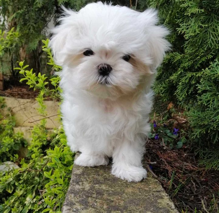 Maltańczyk- wyjątkowy  piesek- FCI