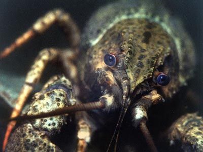 Свіжі та живі раки! В наявності!