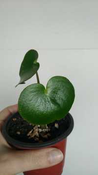 Planta peperomia polybotrya