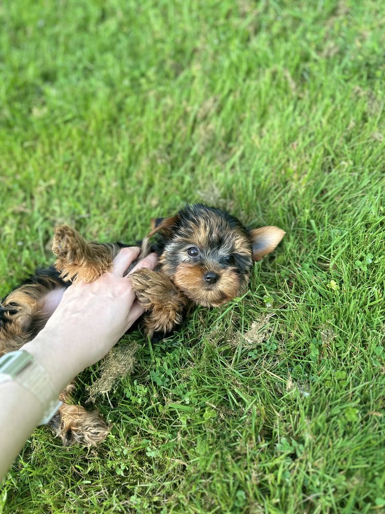 Malutka Sunia Yorkshire Terrier