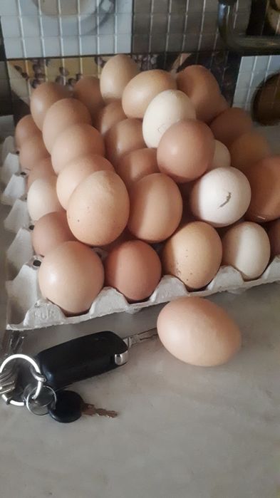 Jajka jaja wiejskie ekologiczne od szczesliwych kur