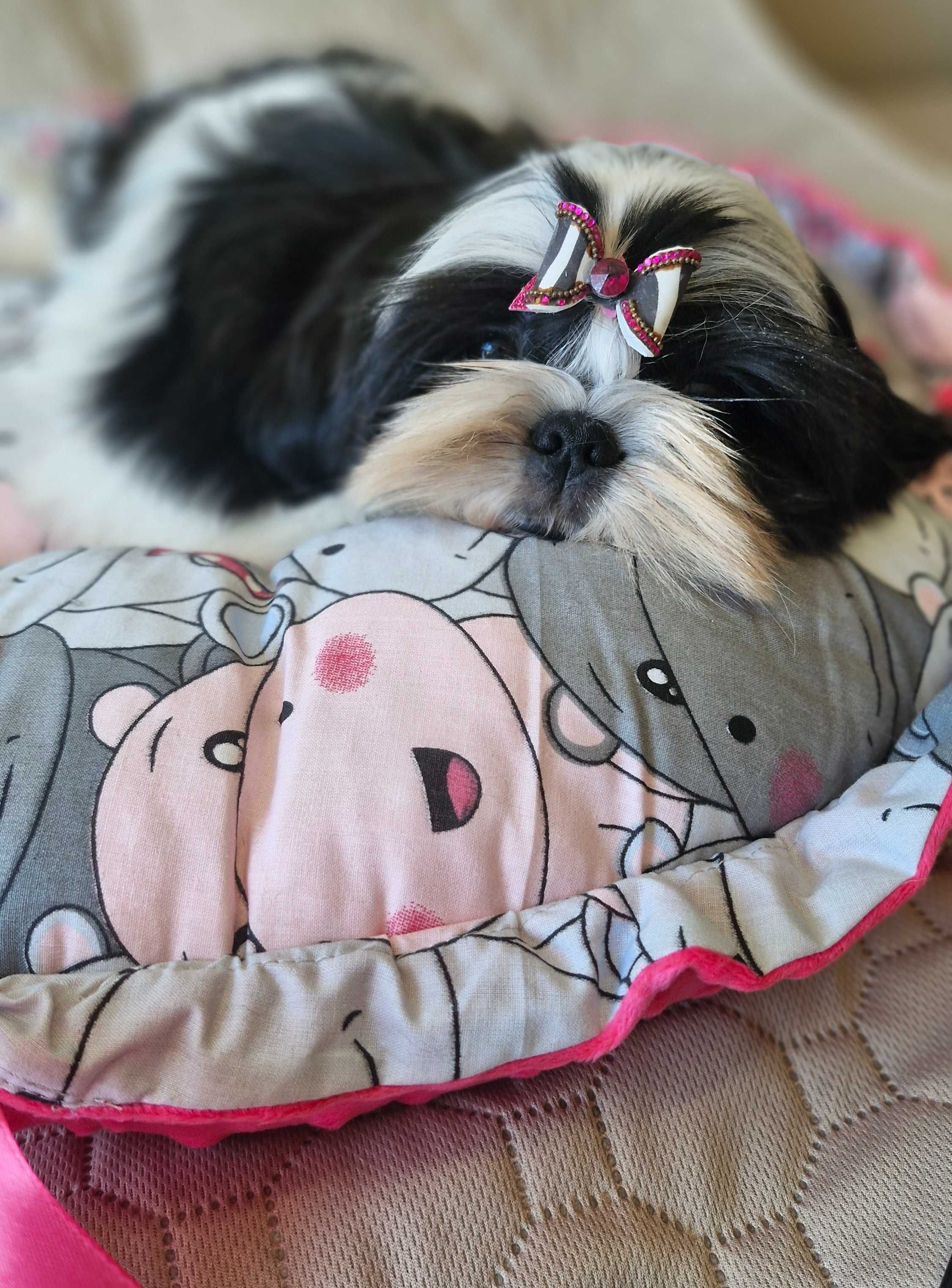 Śliczna dziewczynka  Shih Tzu ZKwP(FCI)