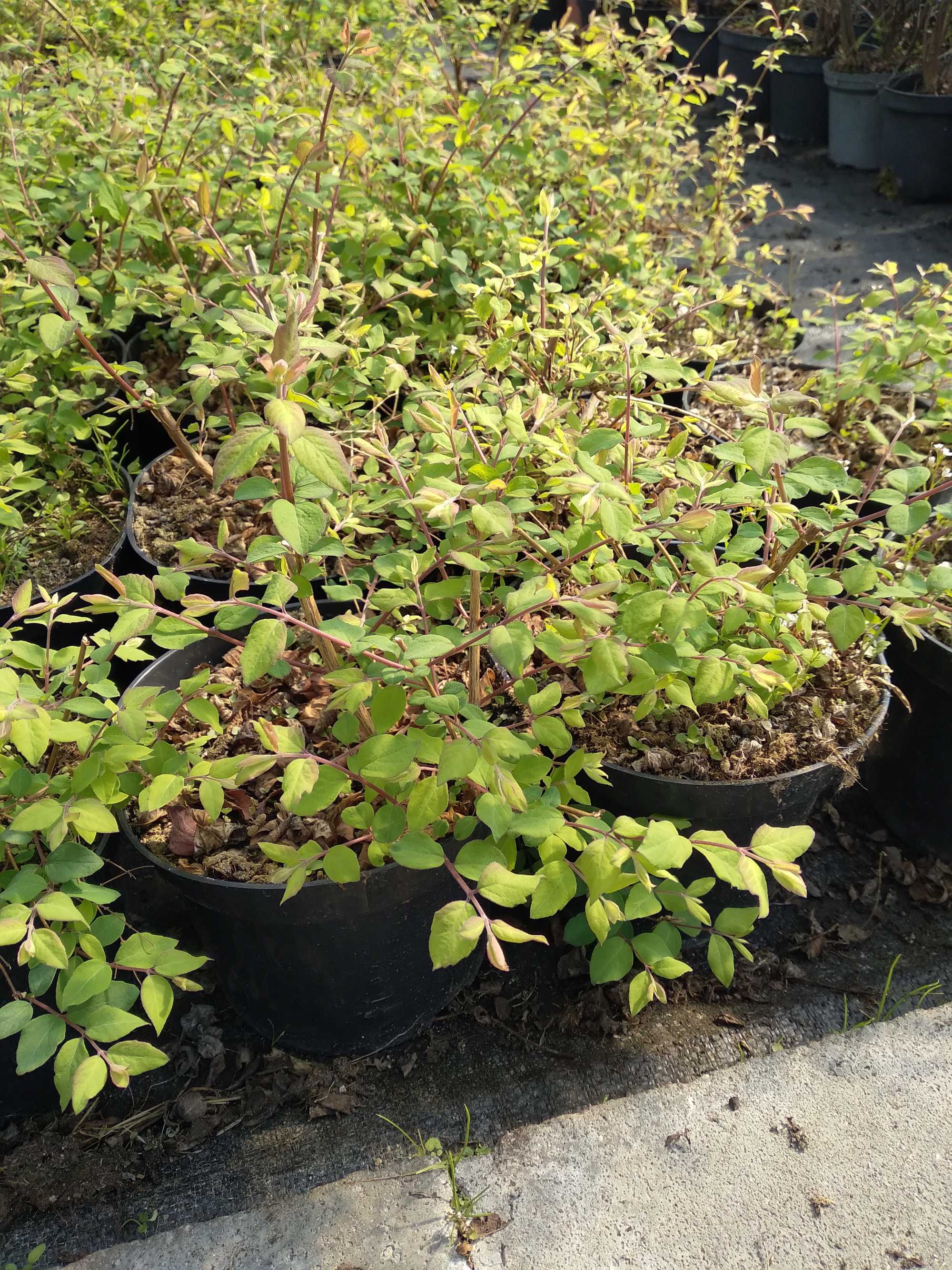 Śnieguliczka  'Hancock', Symphoricarpos ×chenaultii 'Hancock'