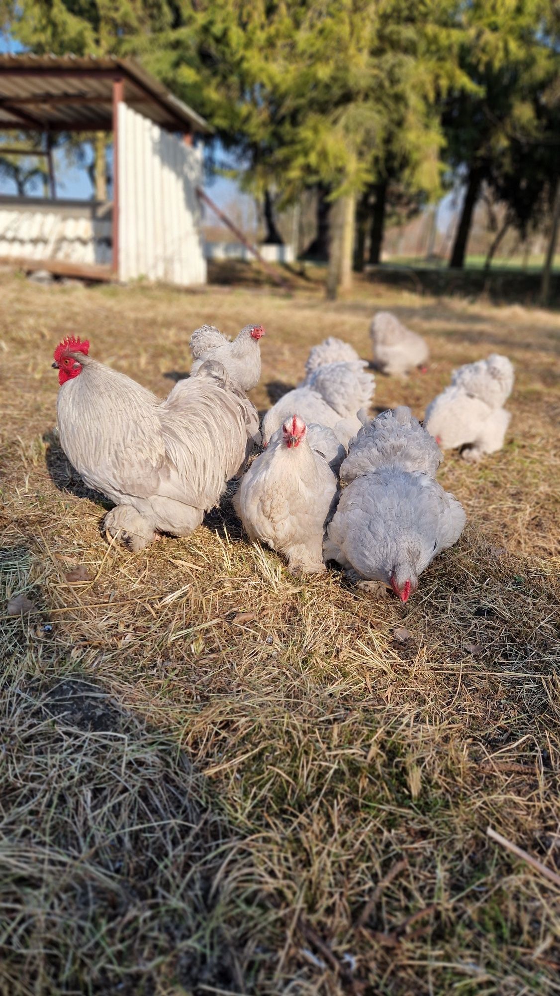 Jaja lęgowe kochin miniatura lawendowy