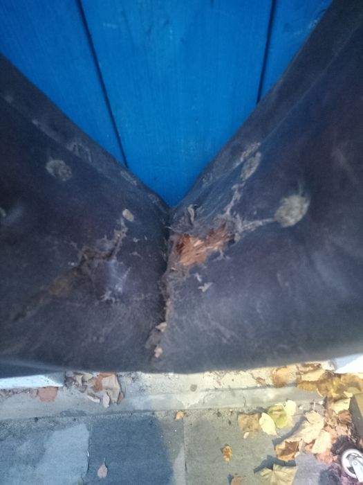 Homonto stare dla konia