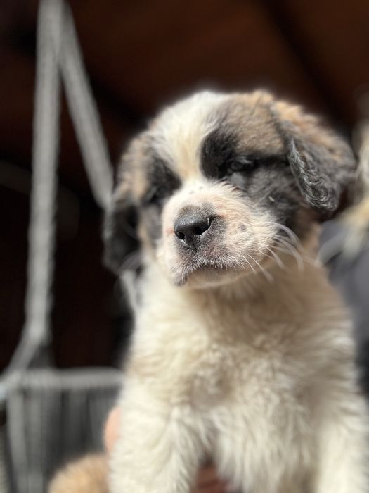 Piesek Bernardyn Długowłosy