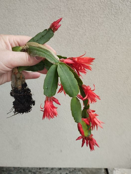 Різдвяник червоний