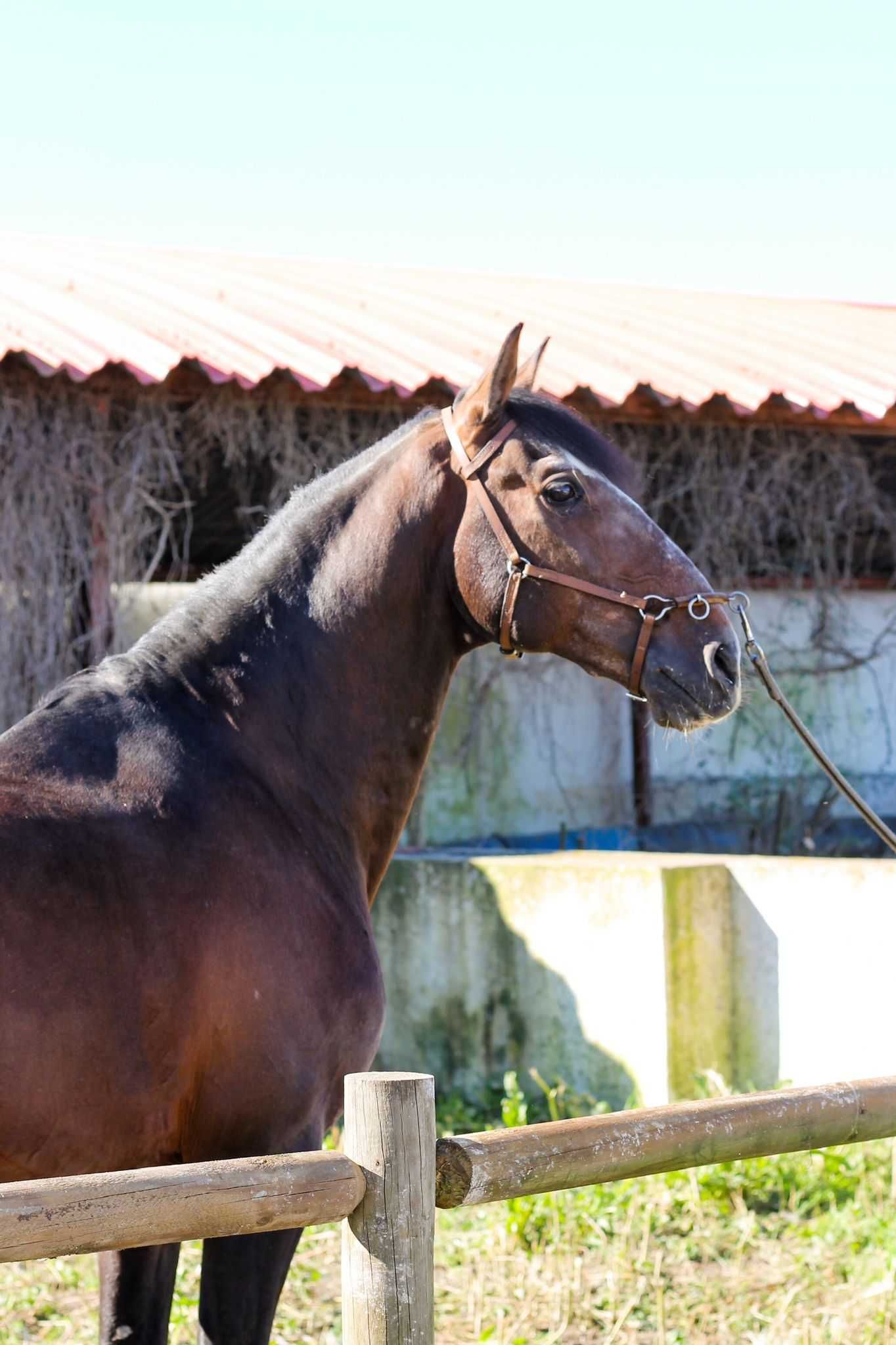 Cavalo Lusitano PSL (Cobrições)