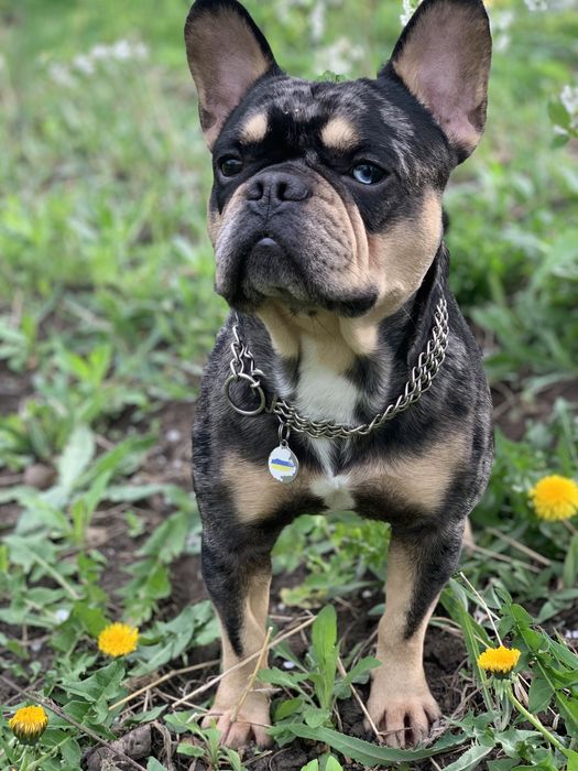 Вязка французский бульдог