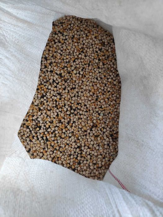 Groch z  wyką ok. 50/50 dla gołębi, ryb i innych zwierząt, super pasza