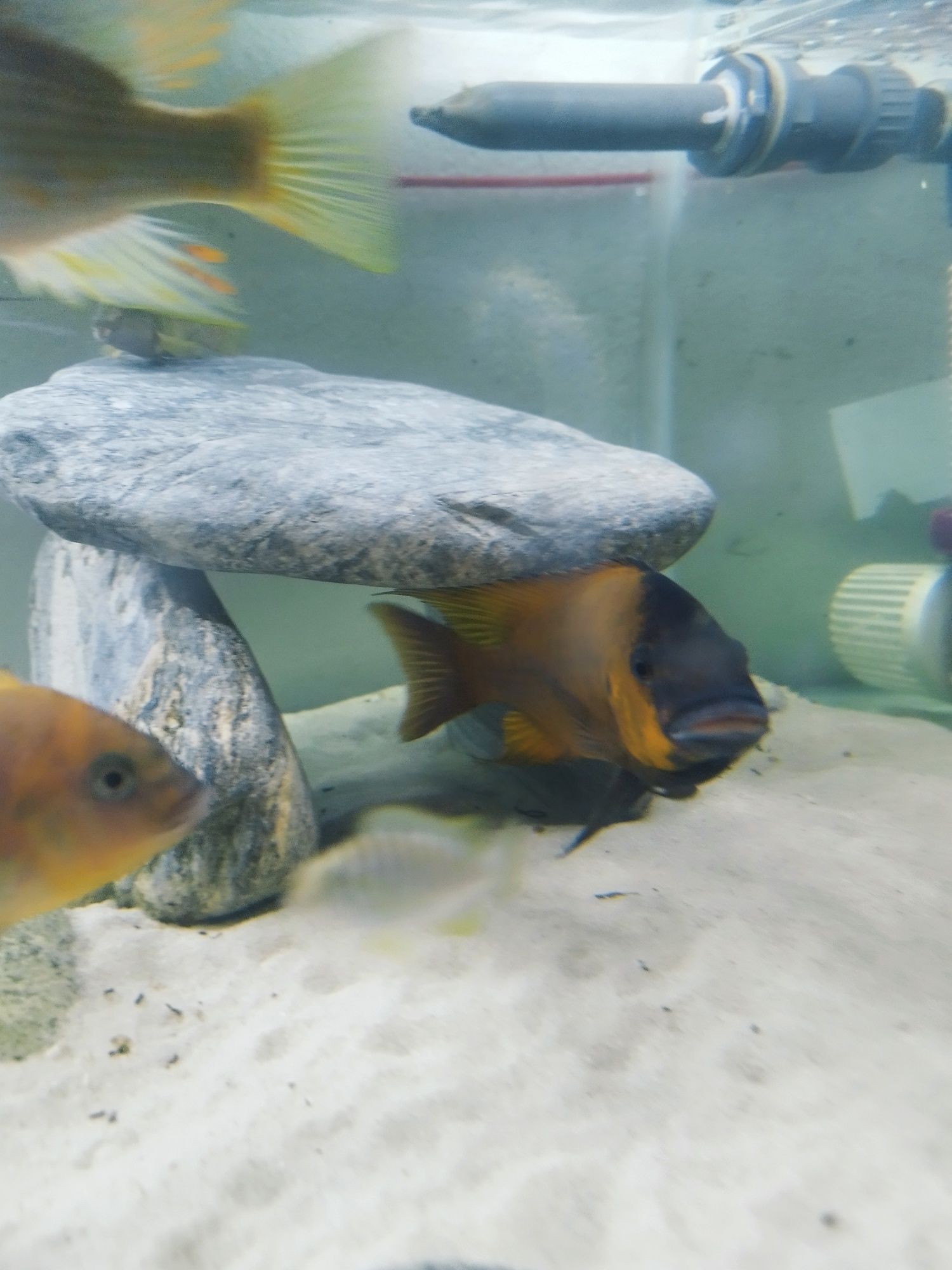Petrochromis Red Bull point tanganika