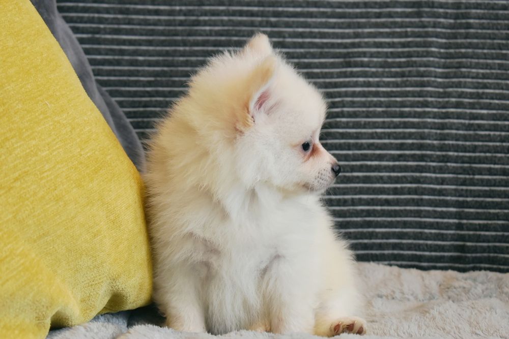 Spitz Alemão macho miniatura