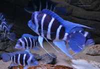 Ryby Tanganika Cyphotilapia Frontosa Moba Blue Zaire