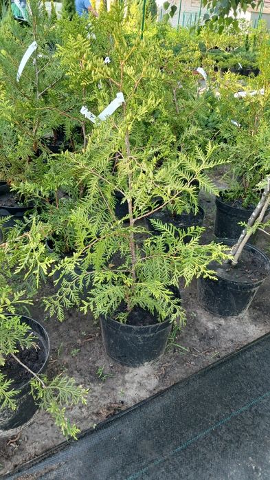 Туя смарагд, туя брабант, кедр