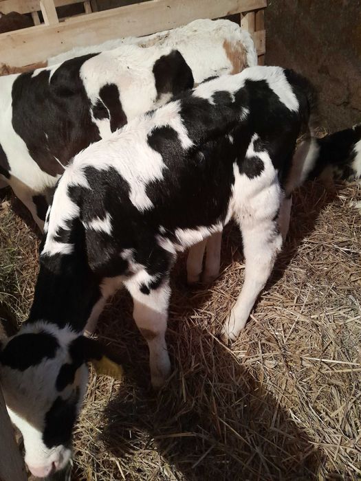 Byczki cielaki sprzedam