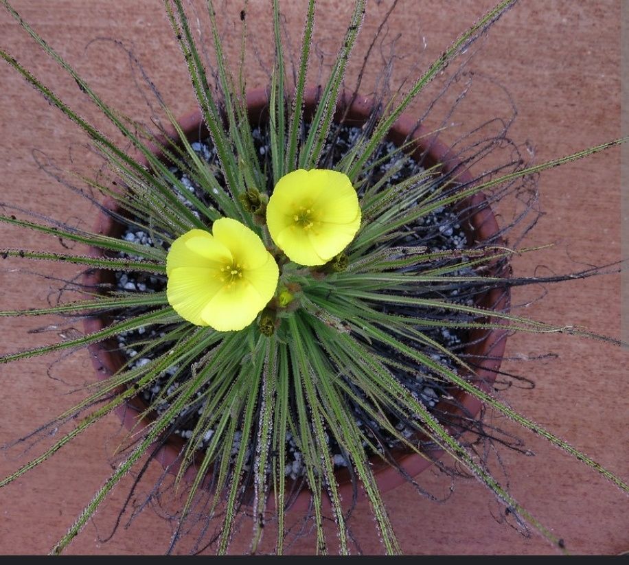 Sementes de Drosophyllum lusitanicum
