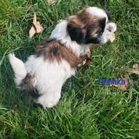 Shih-tzu tricolor