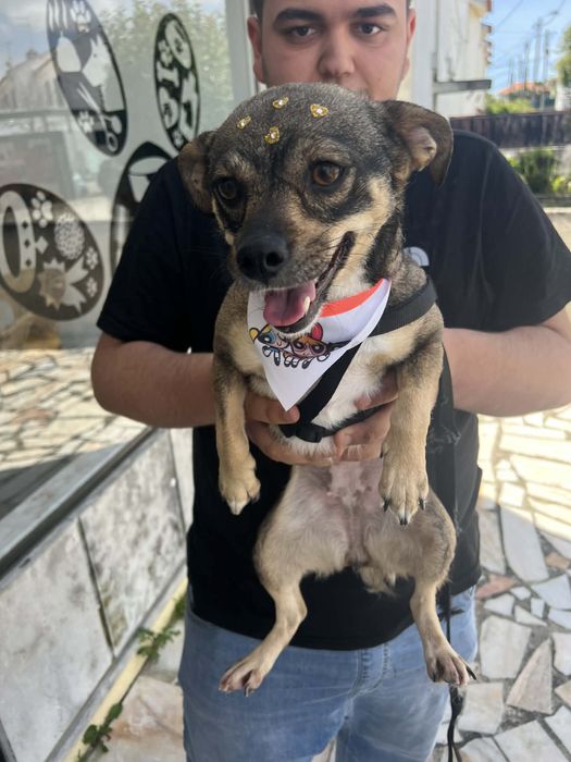 Cadelinha de Pequeno Porte Adoção