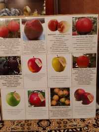Продаж саджанців яблунь і груш