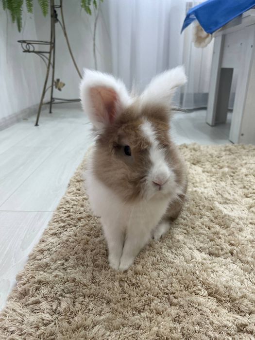 Декоративний кріль з кліткою