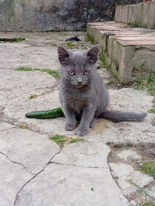 Віддам у добрі руки