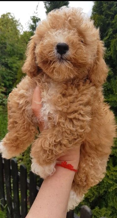 Продажа собак мальтіпу