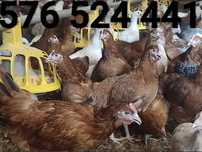 Kury Rosa Leghorn Dominant Lohman Greenshel