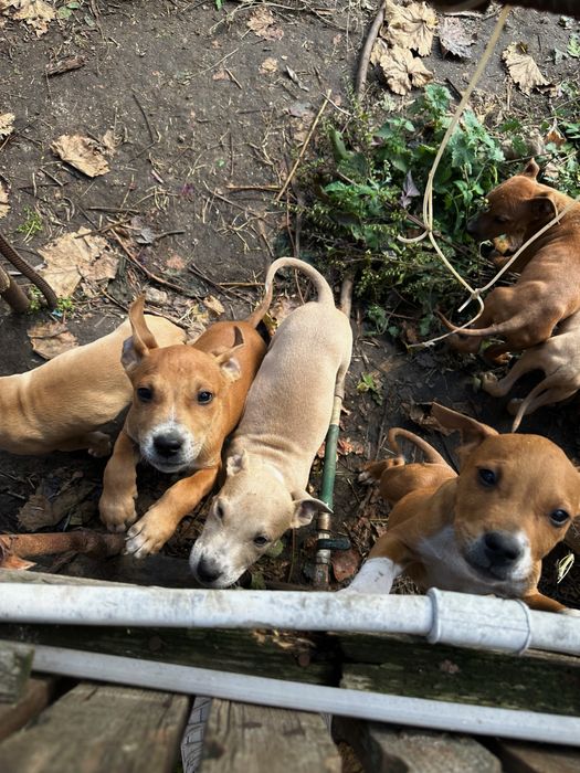 Щенки Стафорда за символическую цену