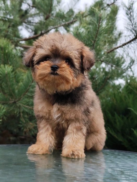 Дівчинка мальтипу