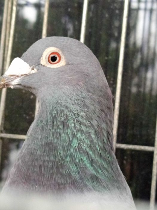 Gołębie pocztowe org.Kosut