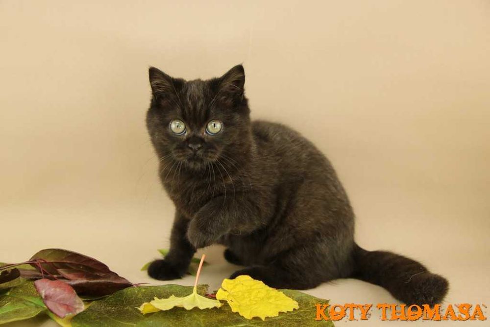 Kotki Brytyjskie, Koteczka brytyjska, Gotowa do zmiany domu.