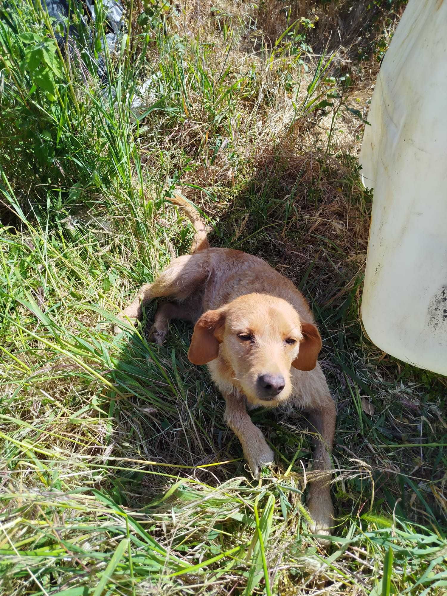 Anita - Para Adopção