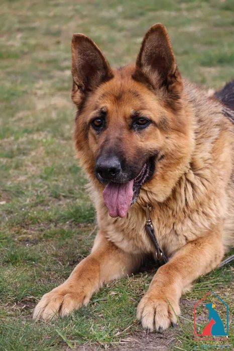 Piękna sunia owczarka niem. - spokojna, łagodna, delikatna - adoptuj