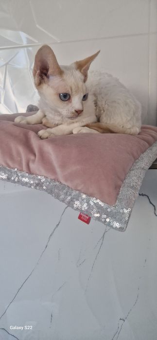 Devon Rex Ginger