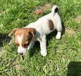 Piesek rasowy Jack Russell Terrier z Rodowodem 8 tygodniowy