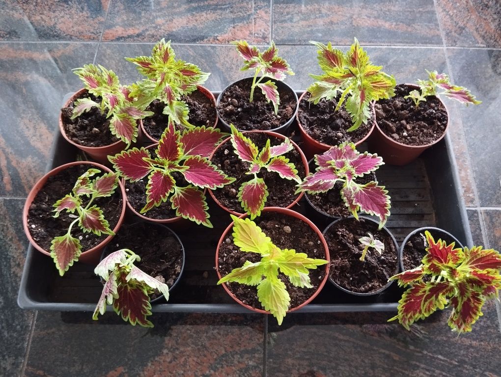 Solenostemon pokrzywa ozdobna