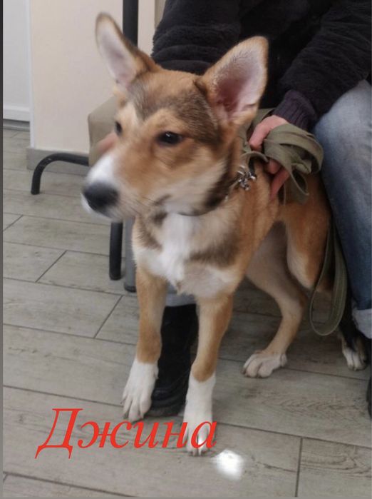 Терміново! Потрібні домівки цим сестричкам!